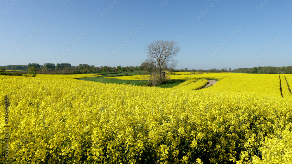 Blühendes Rapsfeld