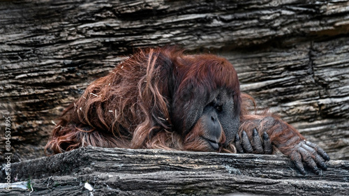 Bornean orangutan male on the stone. Latin name - Pongo pygmaeus abelii photo