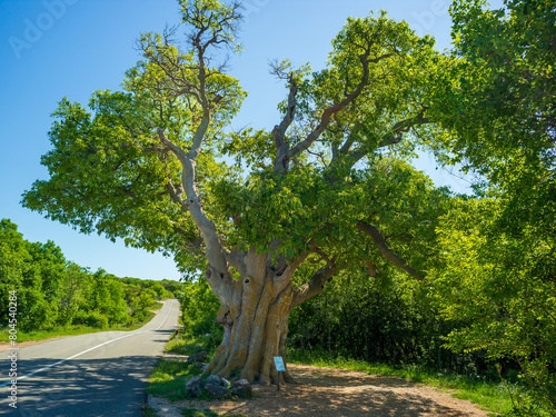 900 ear old hackberry tree, Celtis occidentalis on the road to vrbnik photo