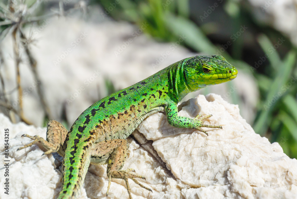 silo, croatia, 30 april 2024, male Italian wall lizard or ruin lizard, Podarcis siculus