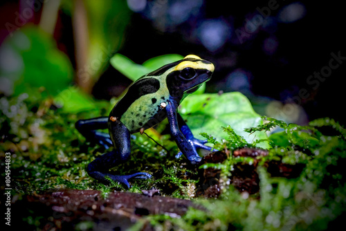 Dart frog dendrobates tinctorius azureus photo