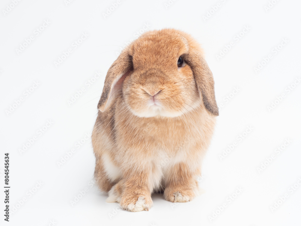 Rabbit sitting on white background. Front view of orange holland lop rabbit and looking at camera. Rabbit sitting on white background. Front view of orange holland lop rabbit and looking at camera.