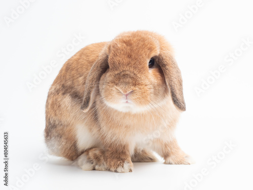 Rabbit sitting on white background. Front view of orange holland lop rabbit and looking at camera.