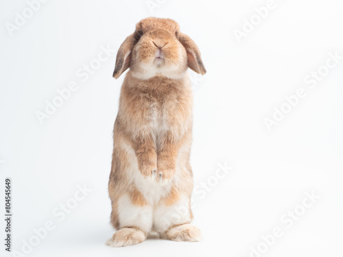 Front view of orange cute baby holland lop rabbit standing on whitel background. Lovely action of young rabbit.