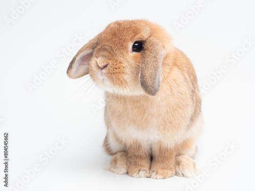 Rabbit sitting on white background. Front view of orange holland lop rabbit and looking at camera.