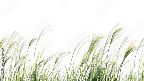 concept of simplicity and purity with a minimalist image of grass blades set against a white background, evoking a sense of calm and serenity.