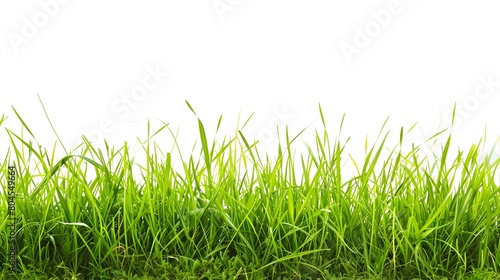 idea of outdoor recreation and leisure with an image of green grass isolated on a white background, symbolizing the joy of spending time in nature.