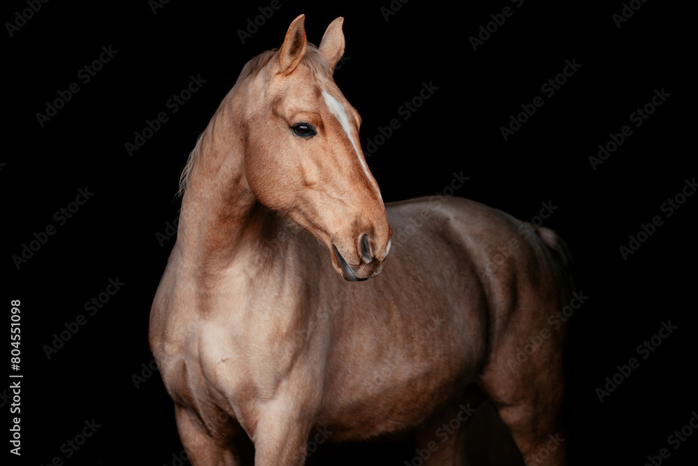 Obraz premium Palomino mit Blattgold