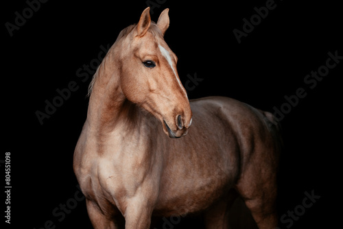 Palomino mit Blattgold © ScullyPictures