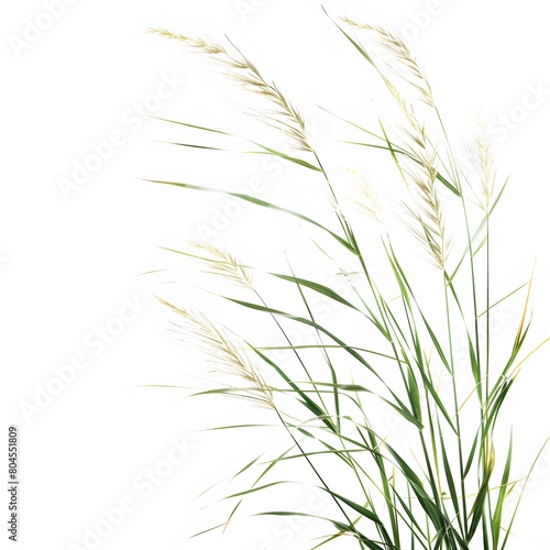 simplicity and elegance of nature with a high-resolution image of grass blades isolated on a pure white background