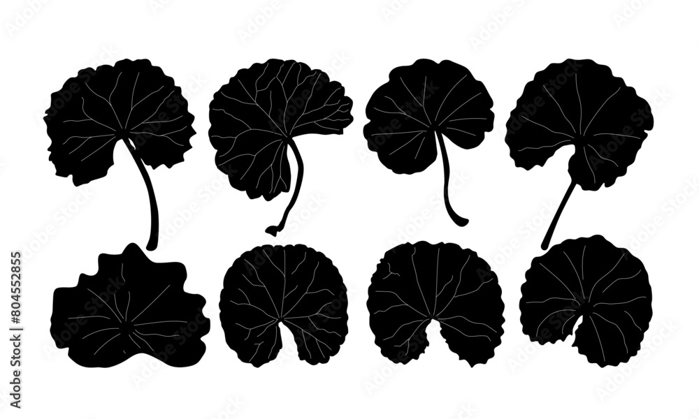 Obraz premium healthy leaf, health friendly leaves, leaves we eat as food, cosmetic leaves, Gotu Kola leaves, flowers and buds (pennywort, Centella asiatica ) isolated on white background, vector illustration.