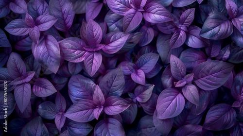 A top view of Purple Day. Epilepsy awareness day. © Diana