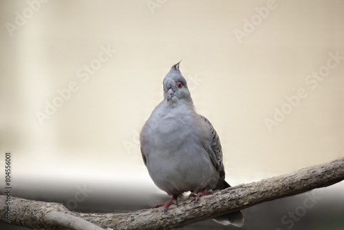 Crested Pigeon. Ocyphaps lophotes in a field. High quality photo photo