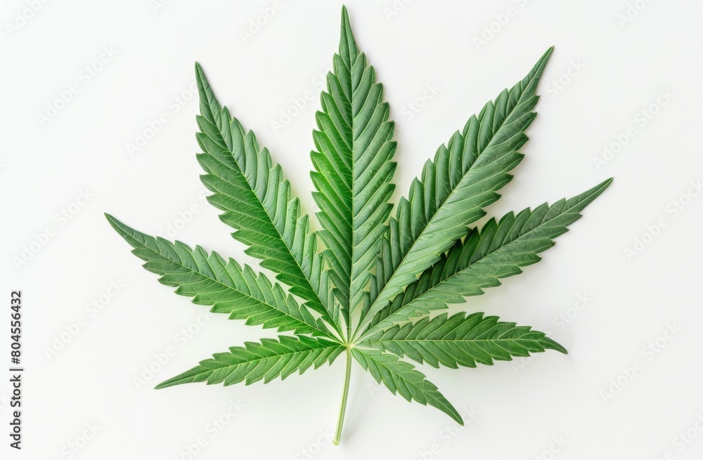 Isolated Cannabis Leaf on White Background, Top View Isolated Cannabis Leaf on White Background, Top View