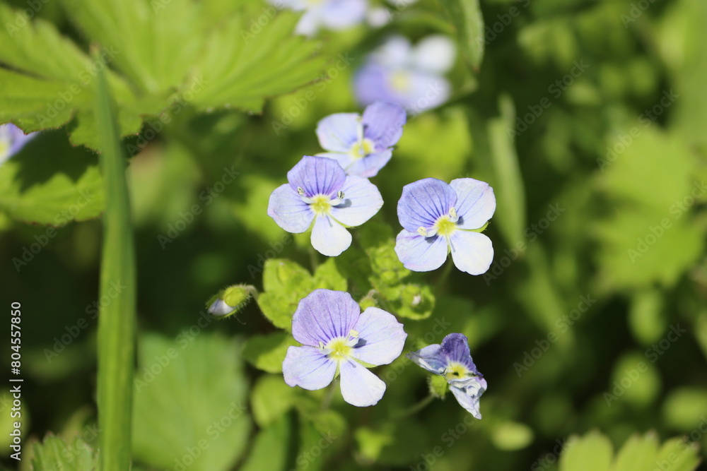 Sweden. Veronica filiformis is a species of flowering plant in the family Plantaginaceae. Sweden. Veronica filiformis is a species of flowering plant in the family Plantaginaceae.