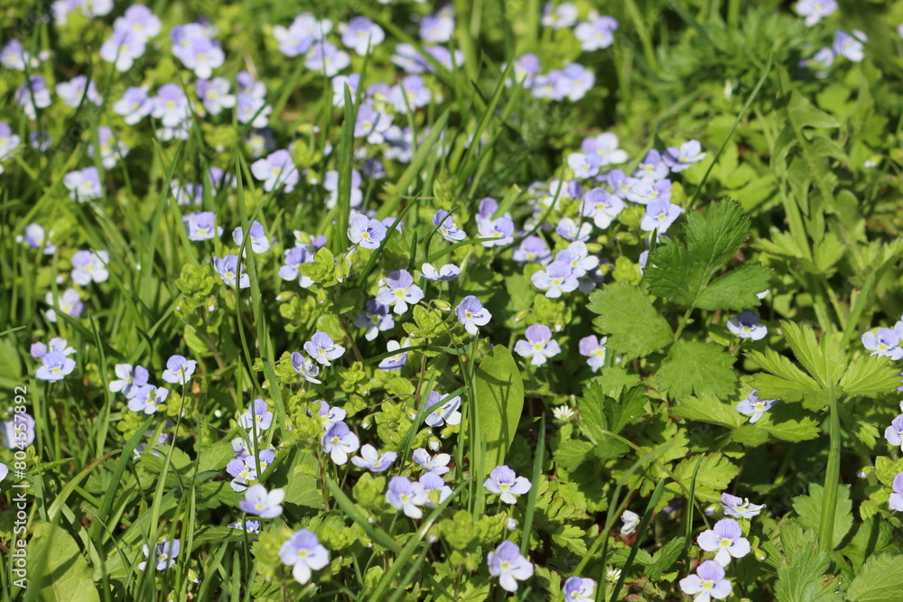Sweden. Veronica filiformis is a species of flowering plant in the family Plantaginaceae. 