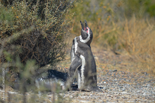 penguin sunbathing photo