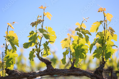 Wine Grape Vines and Clusters