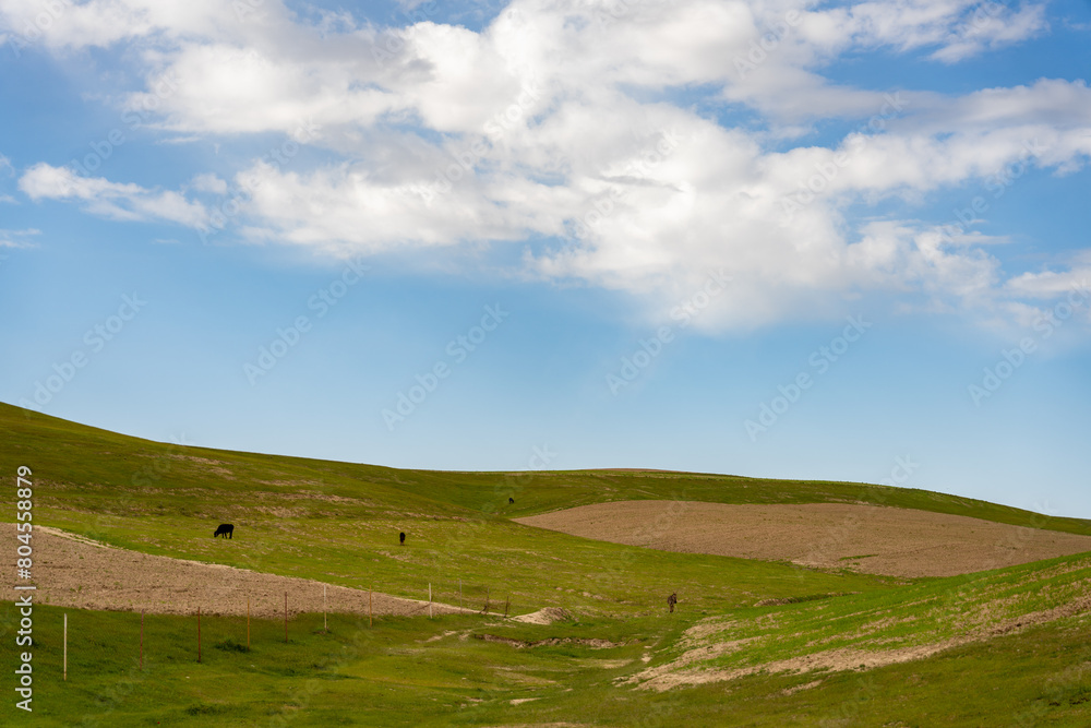 A field with a few cows grazing on it. The sky is blue and there are some clouds