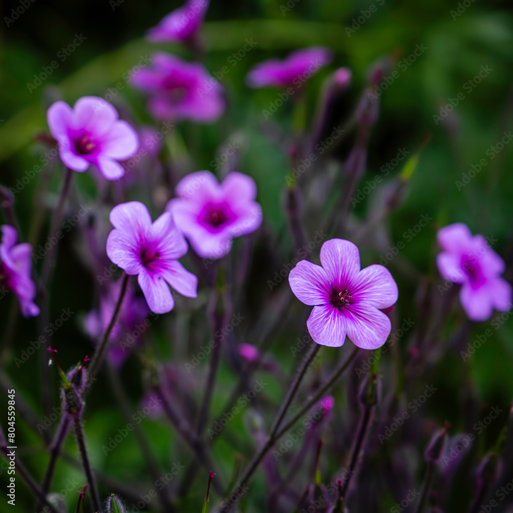 geranium flowers in the garden