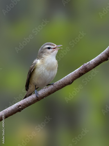 Warbling Vireo on tree branch against green background in Spring photo