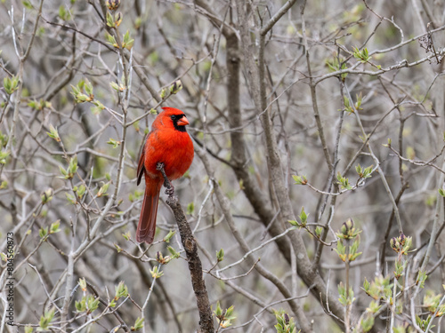 Male Northern Cardinal on tree branch  in early spring