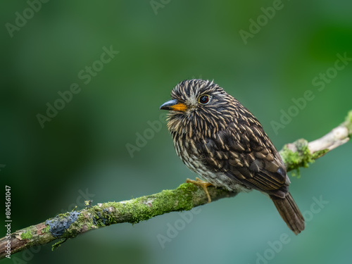 White-chested Puffbird on mossy stick against green background
