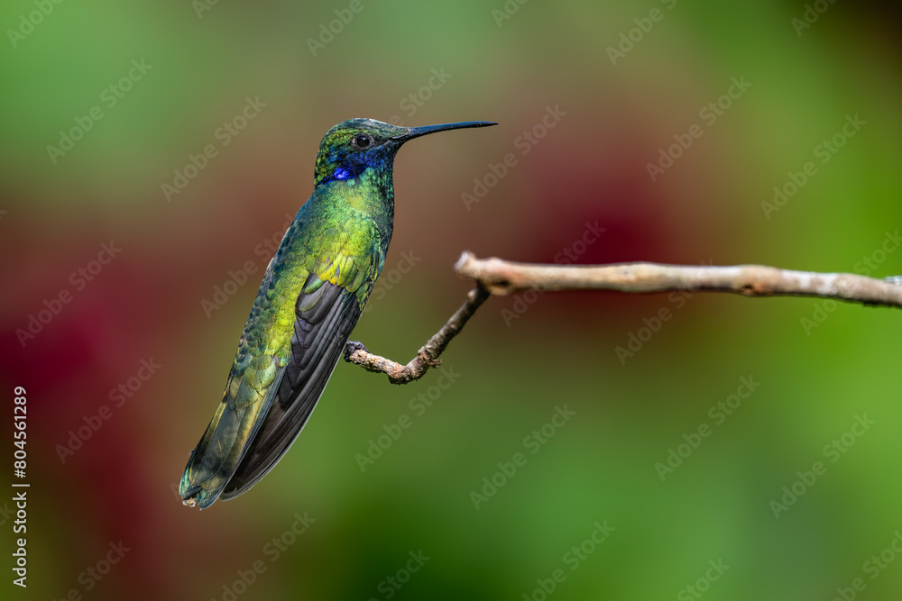 Obraz premium Sparkling Violetear Hummingbird on a stick against green background