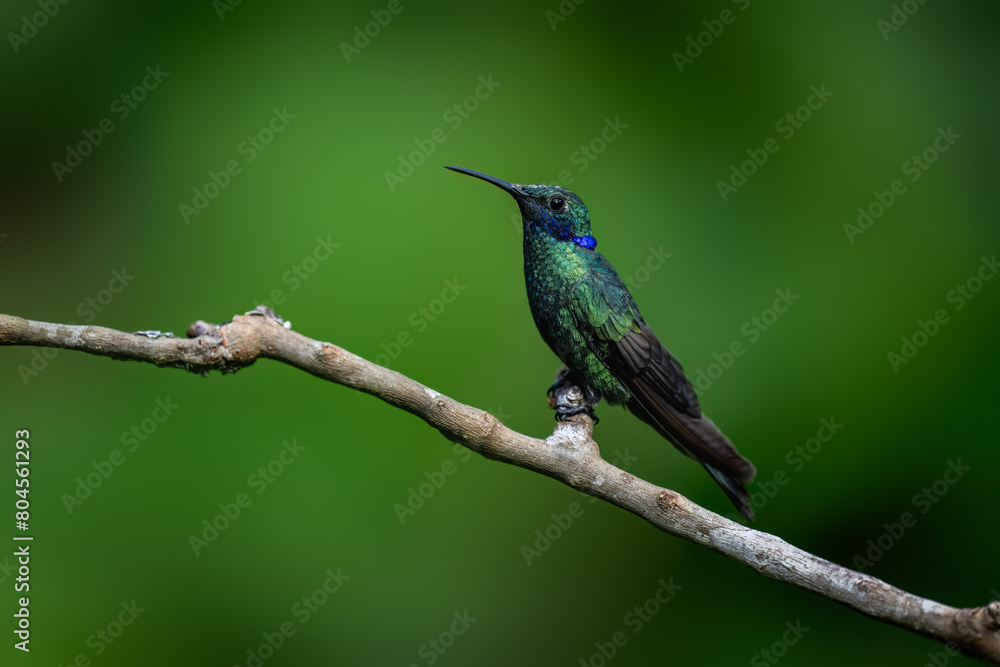 Fototapeta premium Sparkling Violetear Hummingbird on a stick against green background