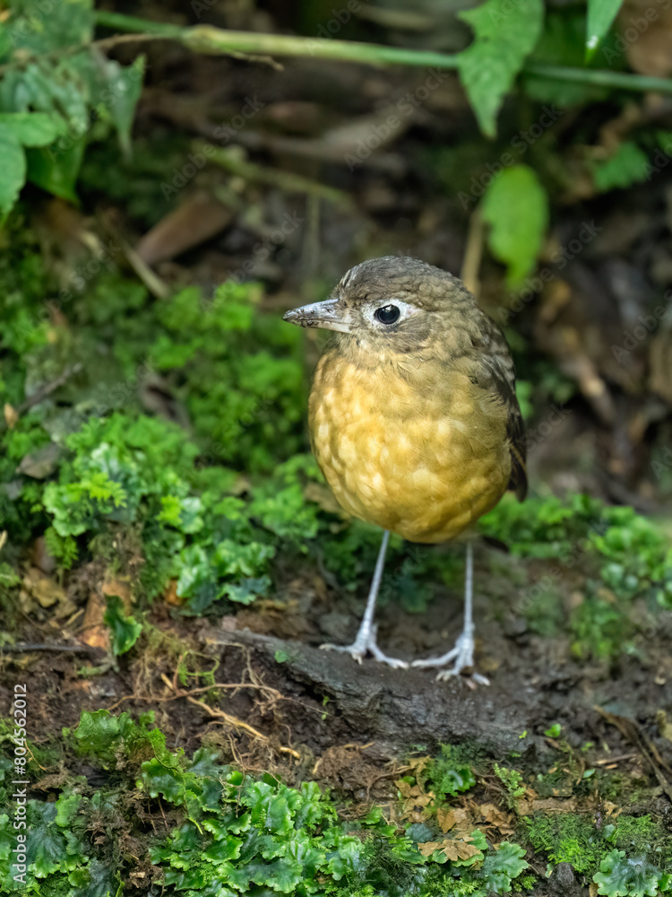 Plain-backed Antpitta foraging on the ground Plain-backed Antpitta foraging on the ground