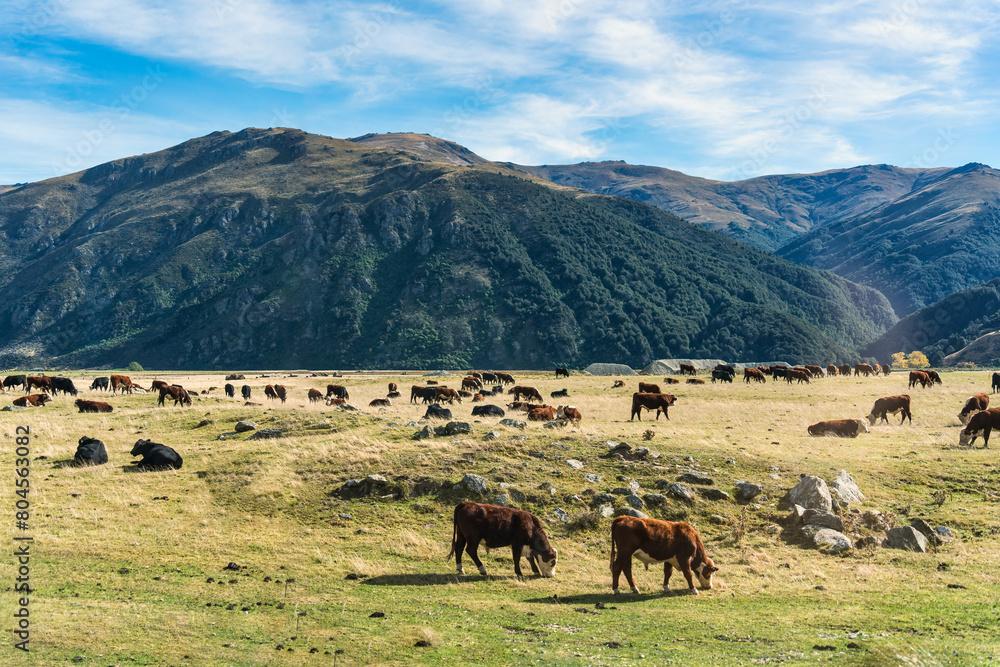 Cows grazing on pasture and mountain in farmland