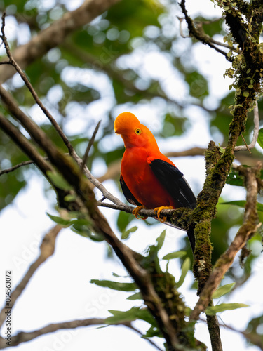Andean Cock-of-the-rock on tree branch in Ecuador © FotoRequest