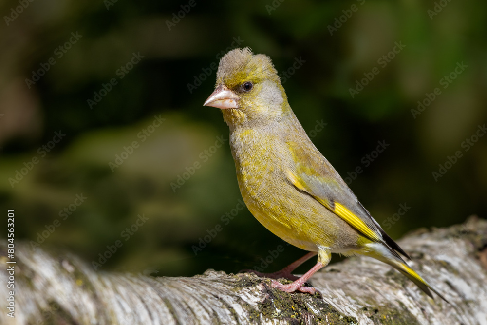 a close up portrait of a greenfinch, Chloris chloris, standing perched on a silver birch branch, Standing upright with the feathers on its head also standing a close up portrait of a greenfinch, Chloris chloris, standing perched on a silver birch branch, Standing upright with the feathers on its head also standing