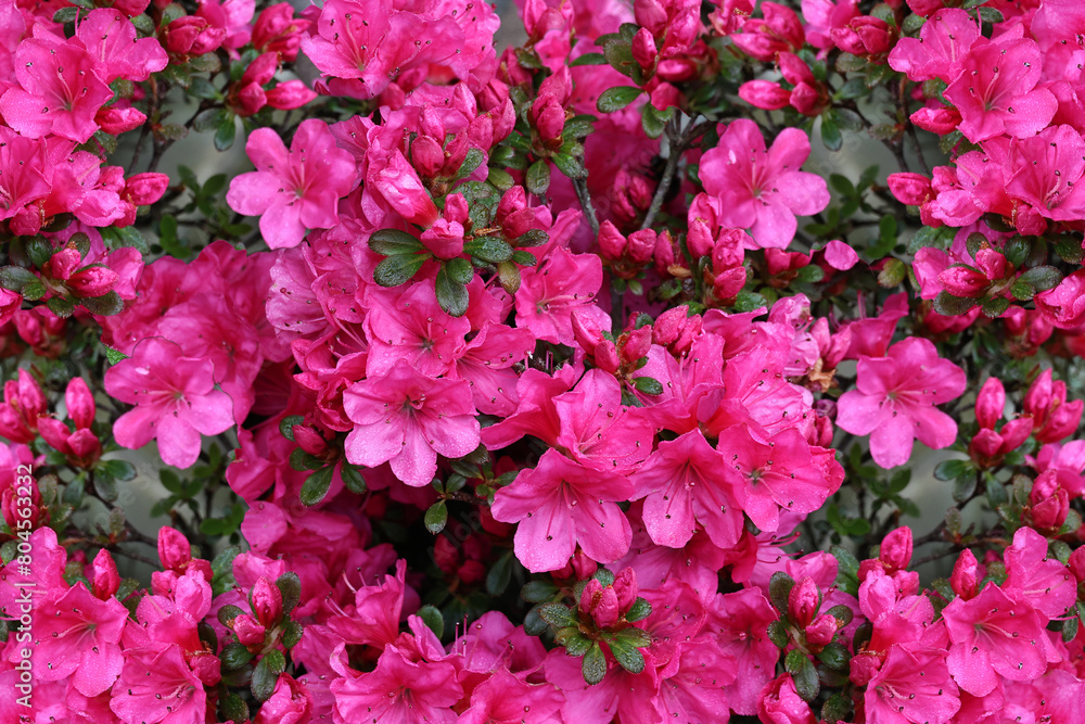 An azalea bush in full bloom close up