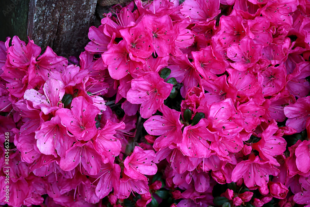 A flowering azalea bush in full bloom closeup A flowering azalea bush in full bloom closeup