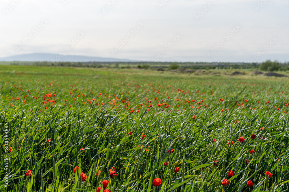 Obraz premium A field of red flowers with a clear blue sky in the background. The field is lush and green, and the flowers are scattered throughout the field