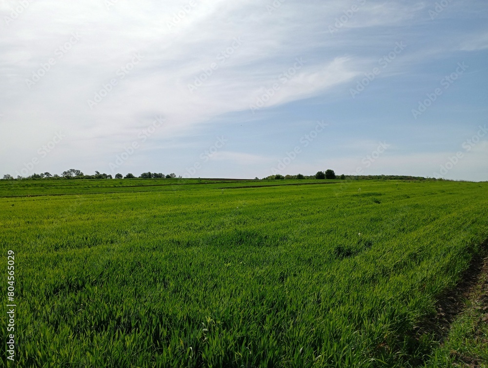 Wheat field with green wheat under blue clear sky. Natural agricultural lands and grain crops. Beautiful spring field landscapes.