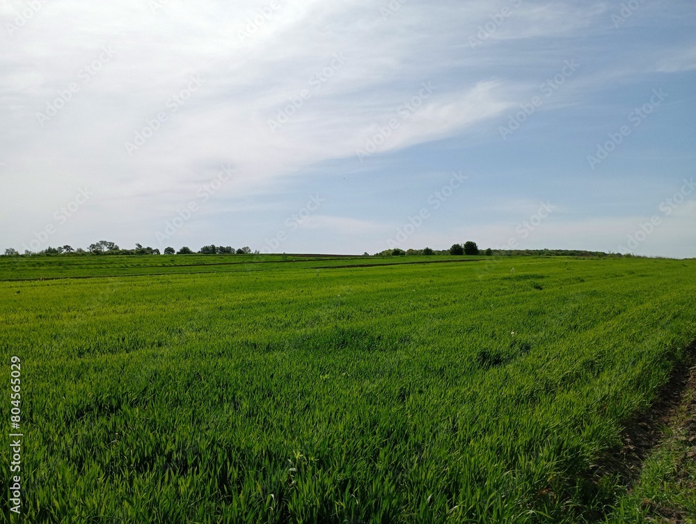 Wheat field with green wheat under blue clear sky. Natural agricultural lands and grain crops. Beautiful spring field landscapes. Wheat field with green wheat under blue clear sky. Natural agricultural lands and grain crops. Beautiful spring field landscapes.