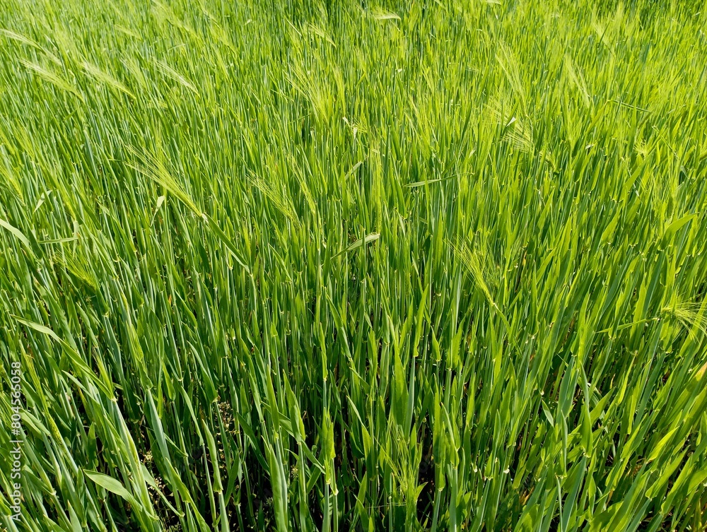 Texture of green wheat with unripe ears of corn. Backgrounds on agricultural subjects. Green wheat field. Texture of green wheat with unripe ears of corn. Backgrounds on agricultural subjects. Green wheat field.