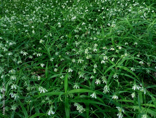 Beautiful background of white forest flowers in green forest grass. Many small white flowers in the thick grass. Natural backgrounds and textures.