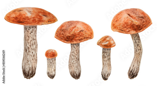 Wild edible mushrooms with red cap. Watercolor hand drawn botanical realistic illustrations. Forest boletus clip art. Set of paintings for fabric, postcards, invitations, menus, prints, packing paper