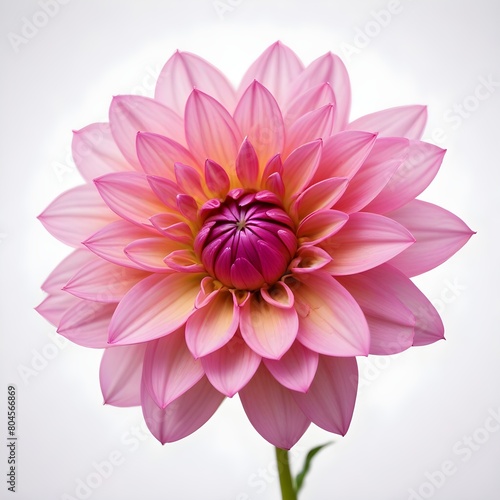 A close-up of a vibrant dahlia flower with delicate petals and a bright center
