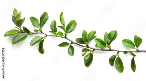 Fresh Green Boxwood Branch on White Background Generative AI