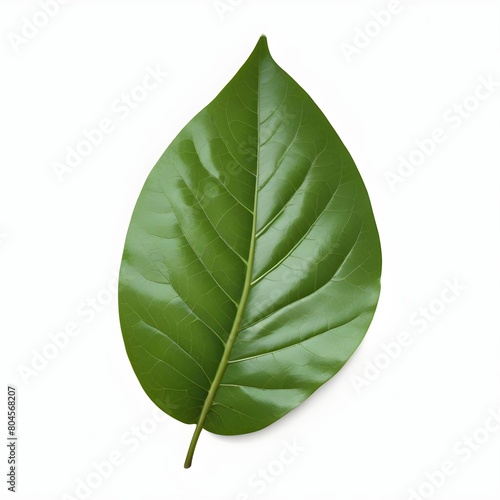 A large green leaf with prominent veins and a glossy surface