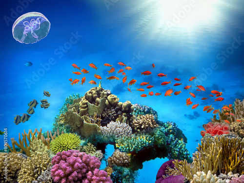 Soft and Hard coral  Red Sea.