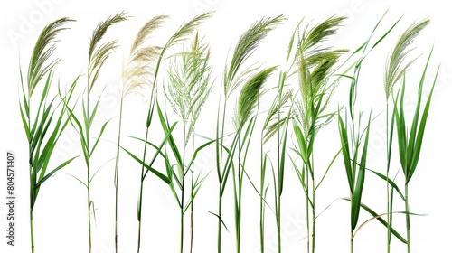 Fresh Green Cane Grass Isolated on White Background Generative AI