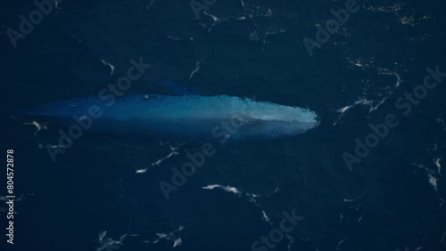 Blue whale swims, aerial view