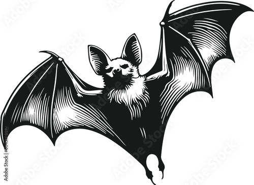 line art black bat vector silhouette, bat flying illustration