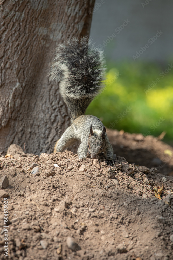 Sciurus stramineus white neck squirrel in a park in Lima Peru during sunny day Sciurus stramineus white neck squirrel in a park in Lima Peru during sunny day