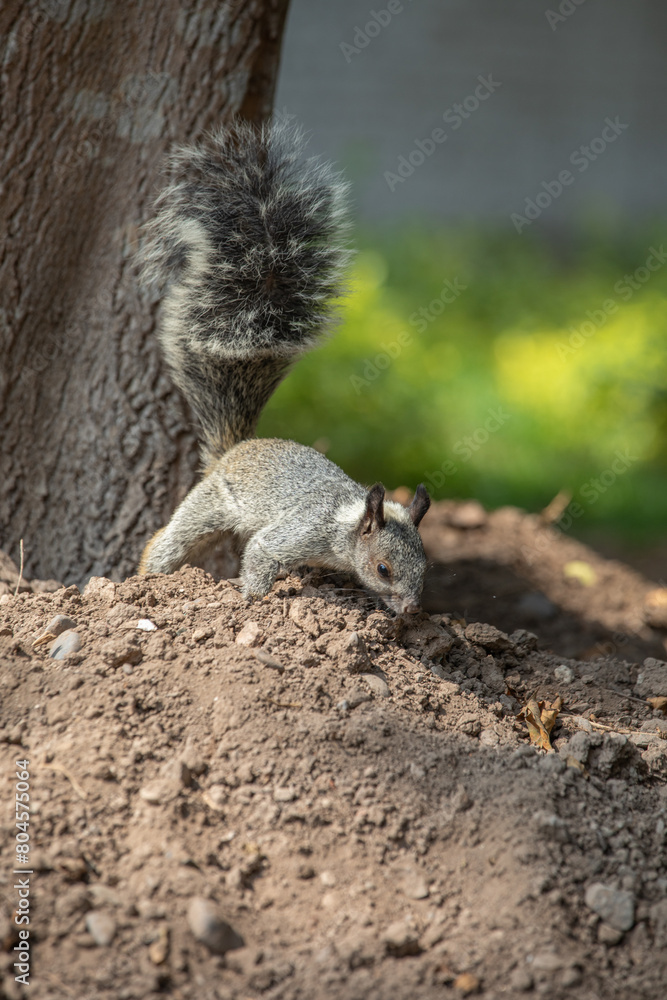 Sciurus stramineus white neck squirrel in a park in Lima Peru during sunny day Sciurus stramineus white neck squirrel in a park in Lima Peru during sunny day